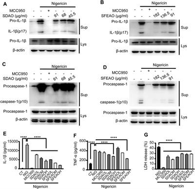 The Essential Oil of Artemisia argyi H.Lév. and Vaniot Attenuates NLRP3 Inflammasome Activation in THP-1 Cells